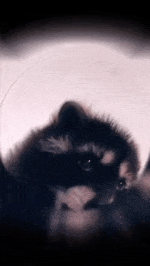 e4a0dcfb9e6483f08dfff20adb9f4228_1716123038_1134.gif